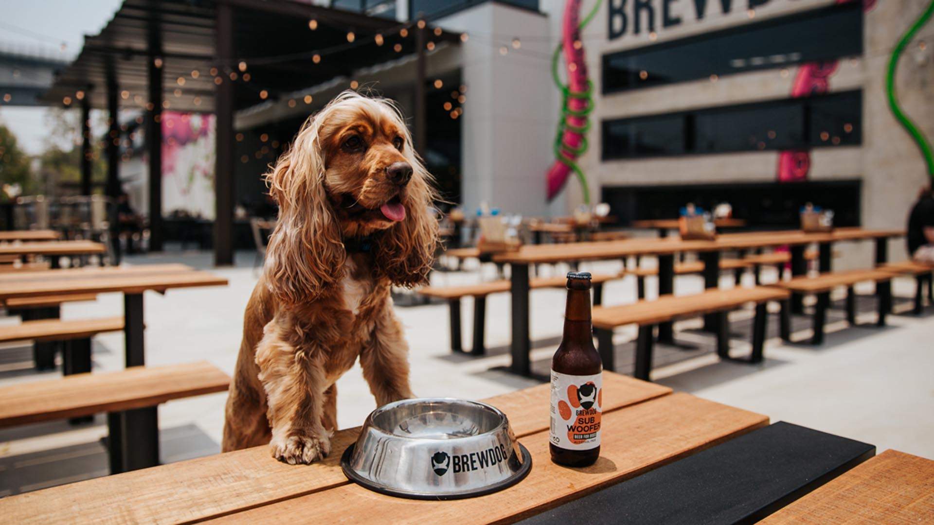 South Bank With Your Dog